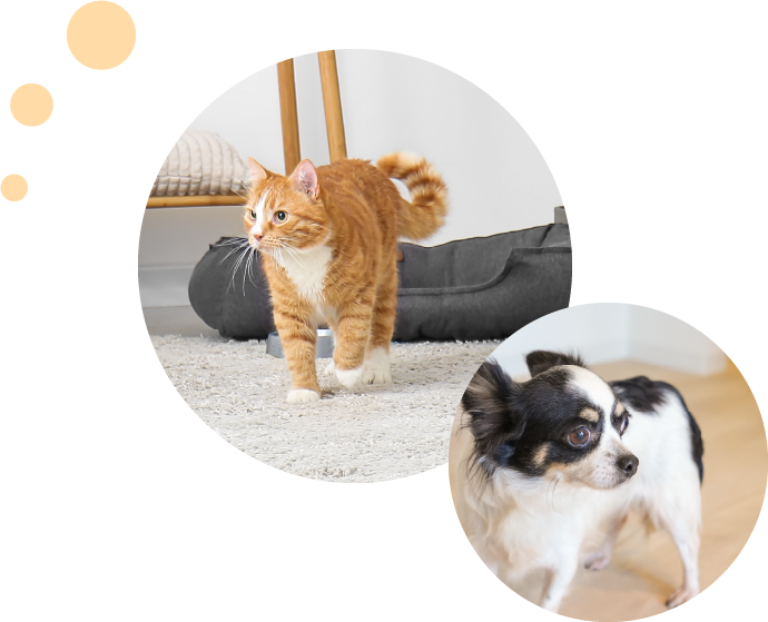 犬や猫を考慮した家づくり