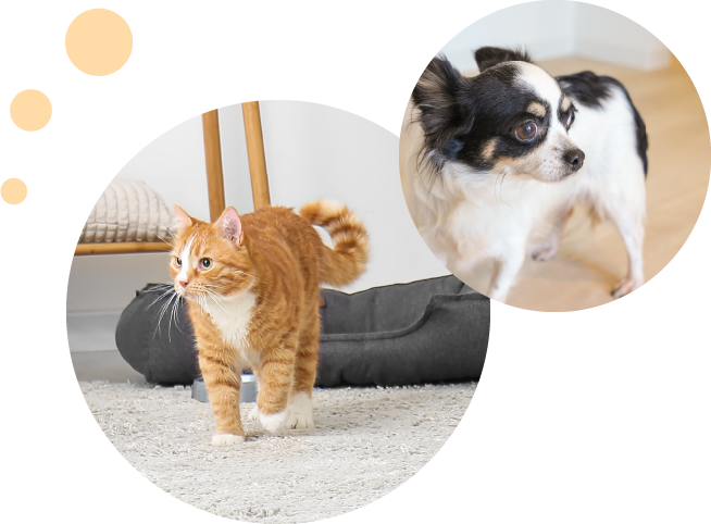 犬や猫を考慮した家づくり